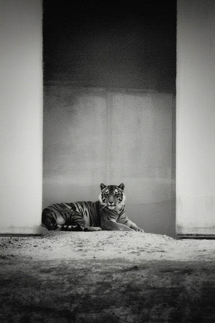 Голова Уже в пасти Тигра